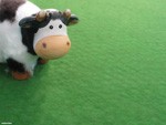 FuryCow_tmb.jpg
