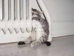 sommeil_chat.jpg